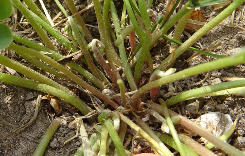 Oxalis articulata - Oxalidaceae